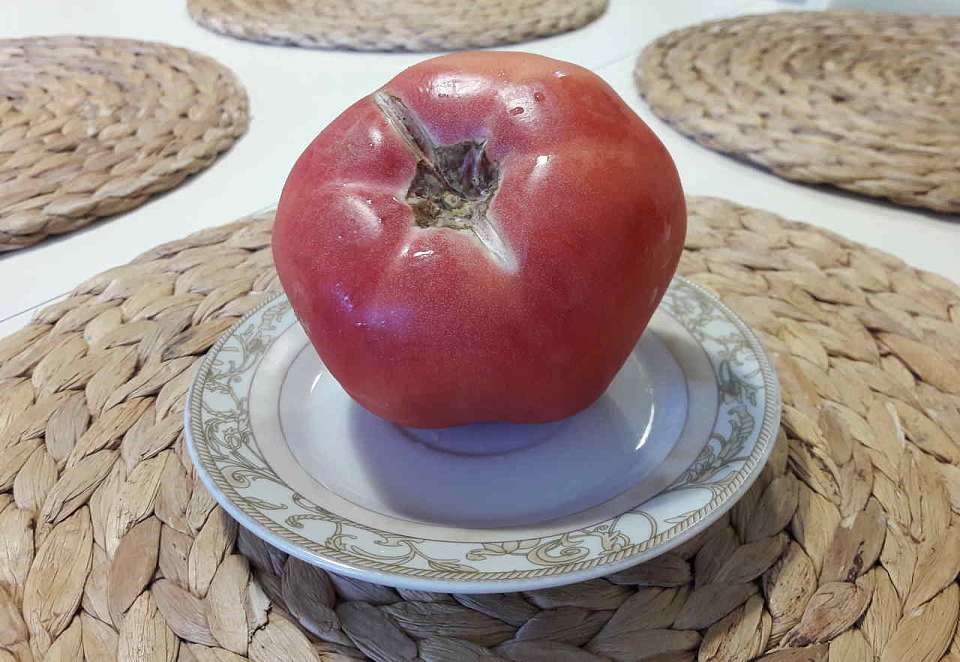 Помидоры в Воронежской области рекордно подорожали