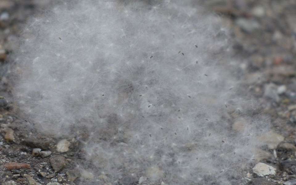 Воронежцы возмутились поведением поджигателей тополиного пуха