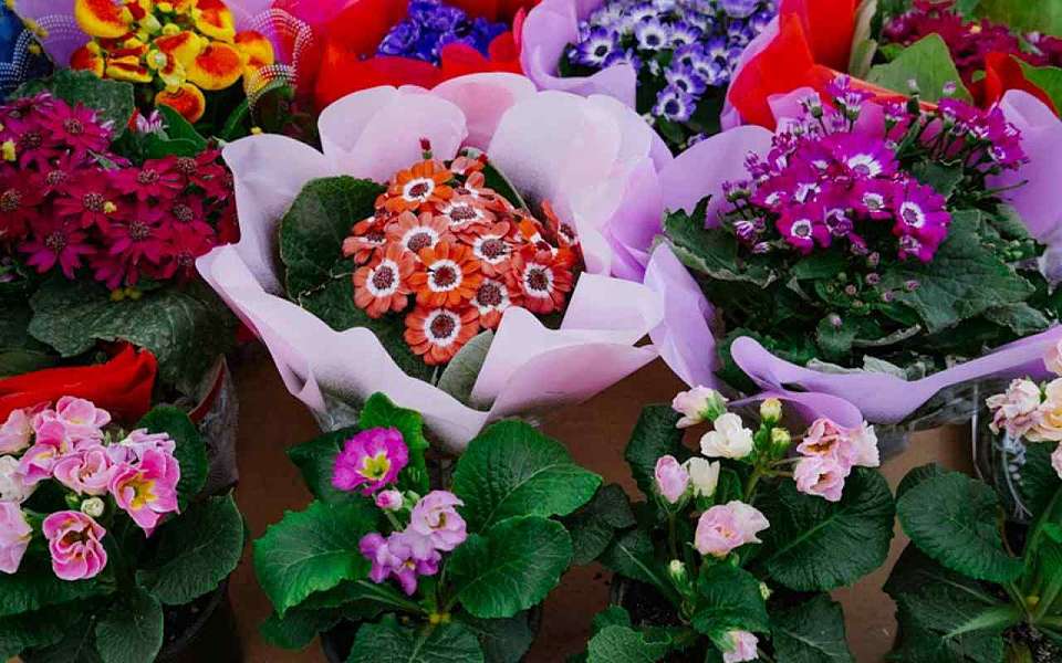 Воронежский краевед рассказывает о музах знаменитых воронежцев