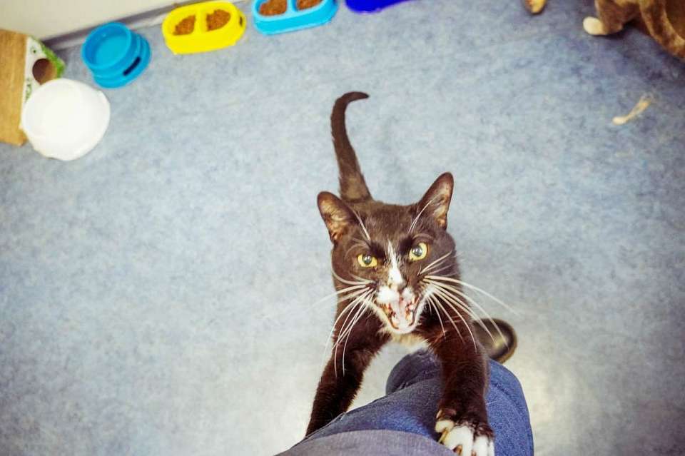 Пять кошек заразились бешенством в Воронежской области