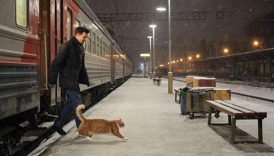 В Воронежской области пропал кот Бося: он убежал на станции в Россоши