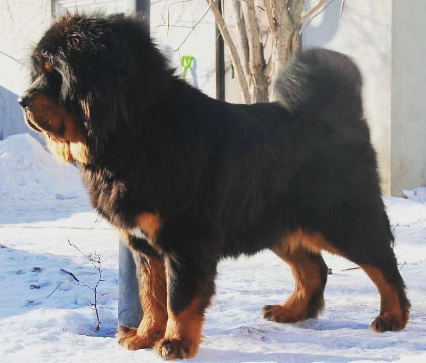 Под Воронежем нашли брошенного тибетского мастифа