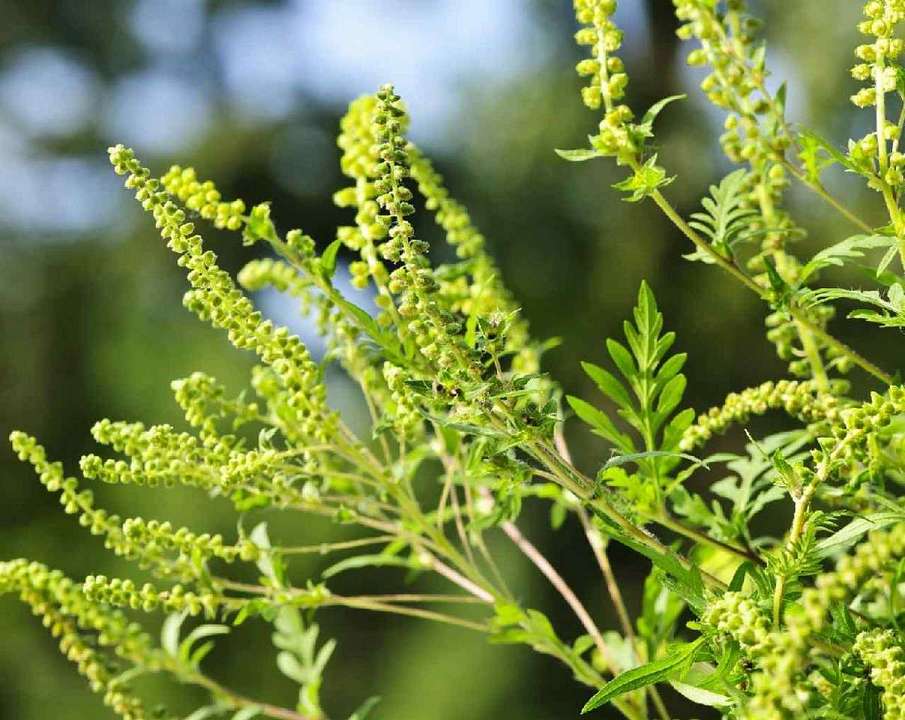 Карантин из-за опасного аллергена ввели в Воронеже и области