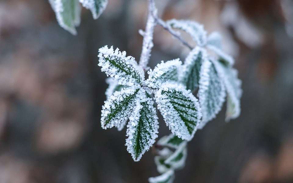 Заморозки до -2 градусов придут 9 апреля в Воронежскую область