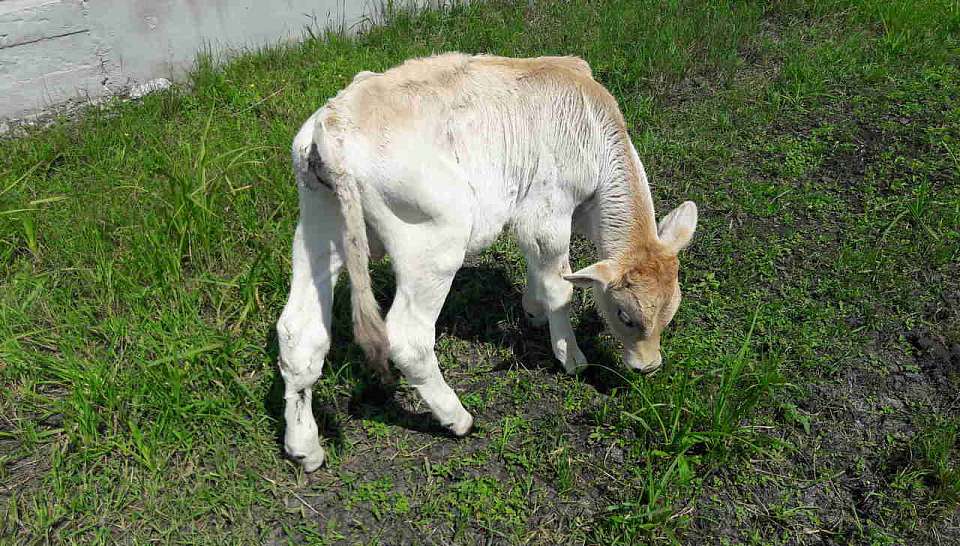 Стремительный рост цен на говядину наблюдается в Воронежской области
