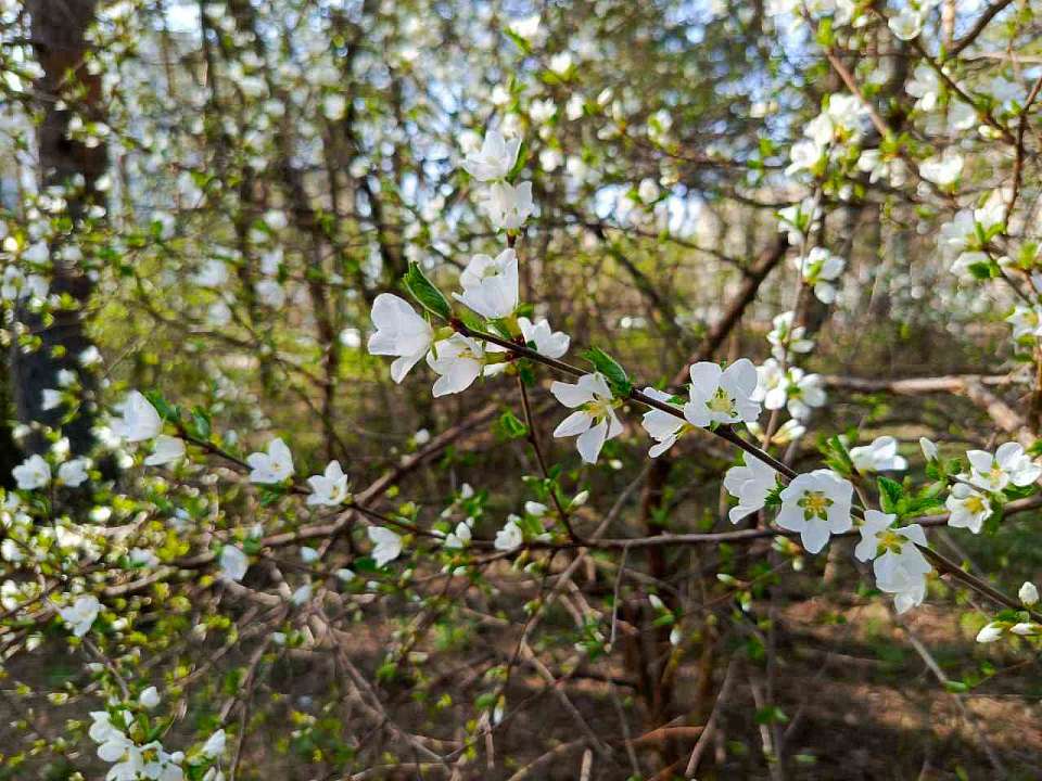 Сильный ветер с дождями приходят в Воронеж к концу рабочей недели