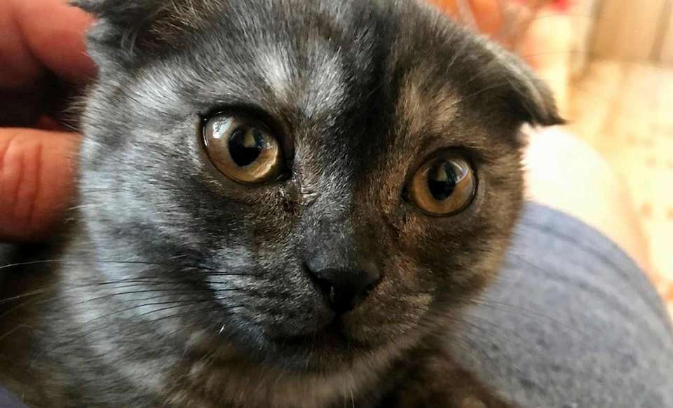 За границу из Воронежской области выезд разрешили 9 домашним животным