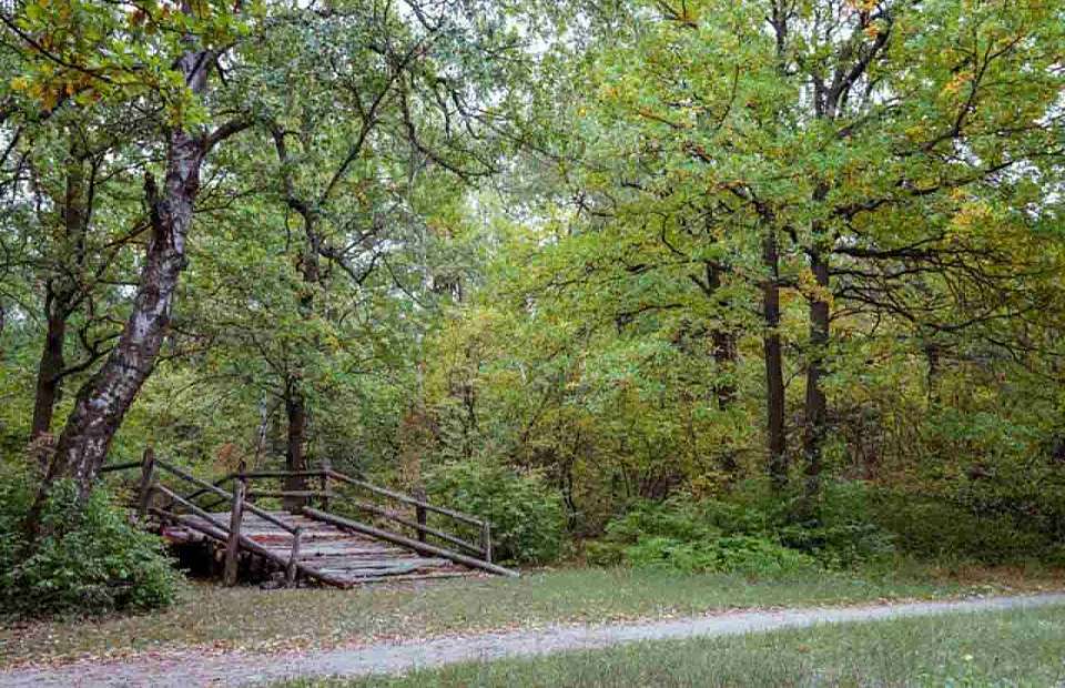 Оральным сексом занялась молодая парочка на мосту в парке под Воронежем