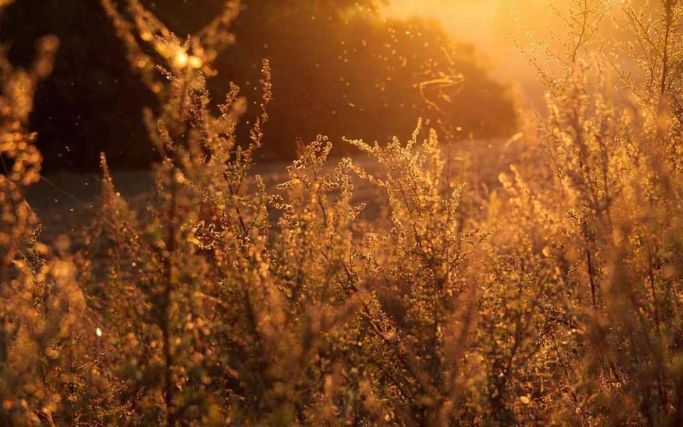 Жара до +32 градусов обрушится в середине недели на Воронежскую область