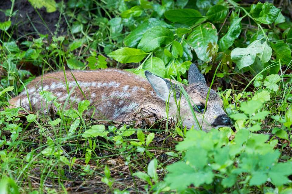 В Воронежском заповеднике призвали не трогать детёнышей оленей и косуль
