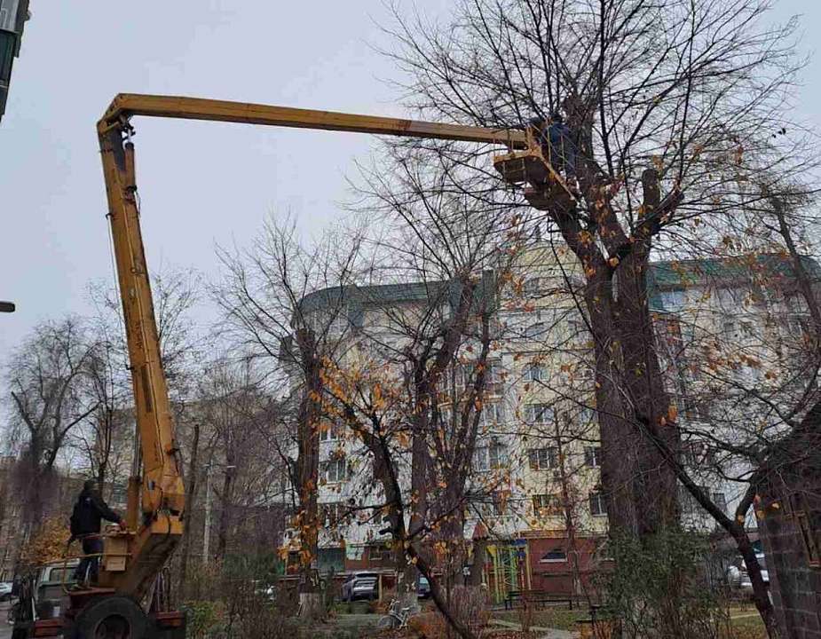 Обрезку деревьев провели под контролем экологов в Воронеже