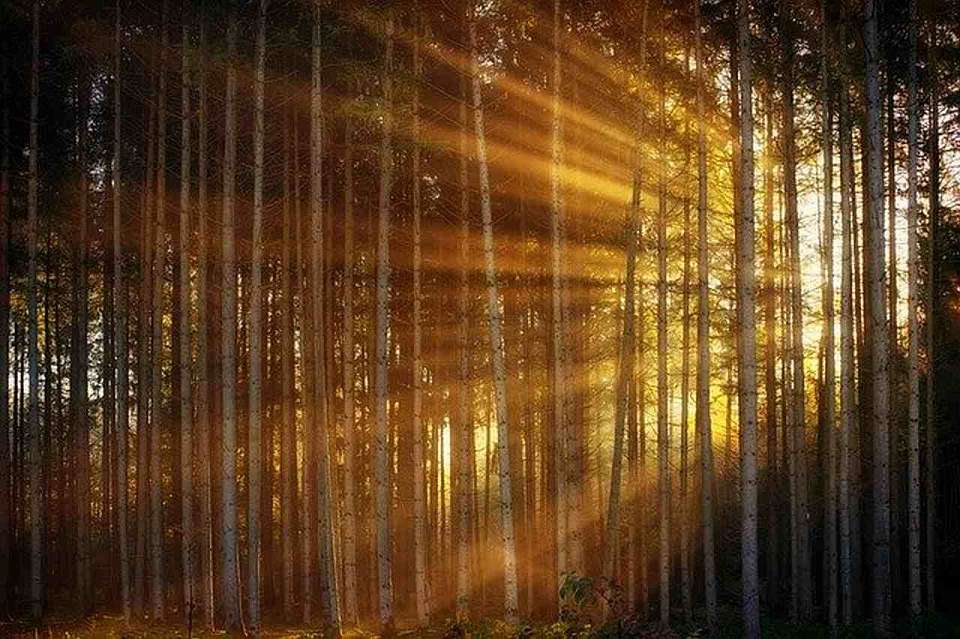 Воронежец, чтобы не платить алименты, ушел жить в карельский лес