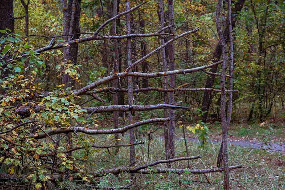 Отшельник из Воронежа скрывался в карельских лесах от долгов по алиментам