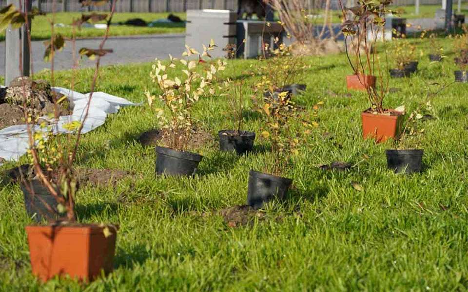 В перечень зеленых зон внесли 10 новых участков в Воронеже