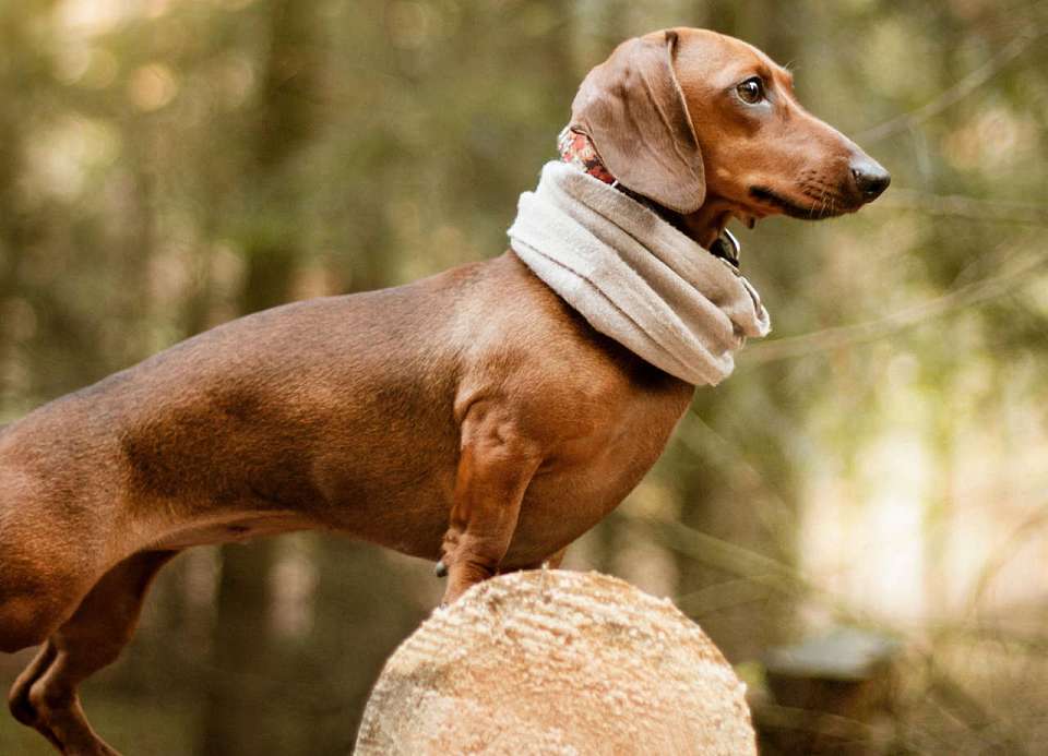 Привязанная к скамейке собака сорвалась с поводка и укусила мальчика в Воронеже