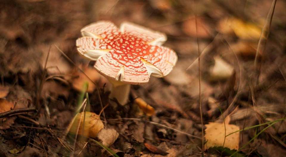 Два человека в Воронеже отравились грибами и умерли