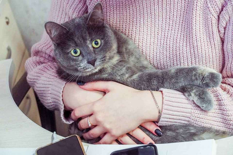 В Российский детский фонд Воронежа на работу взяли кошку 