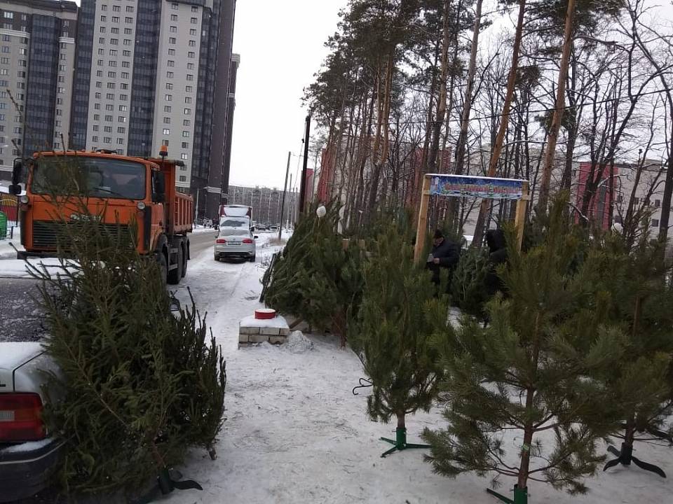 В Центральном районе прошли рейды по нелегальным  елочным базарам
