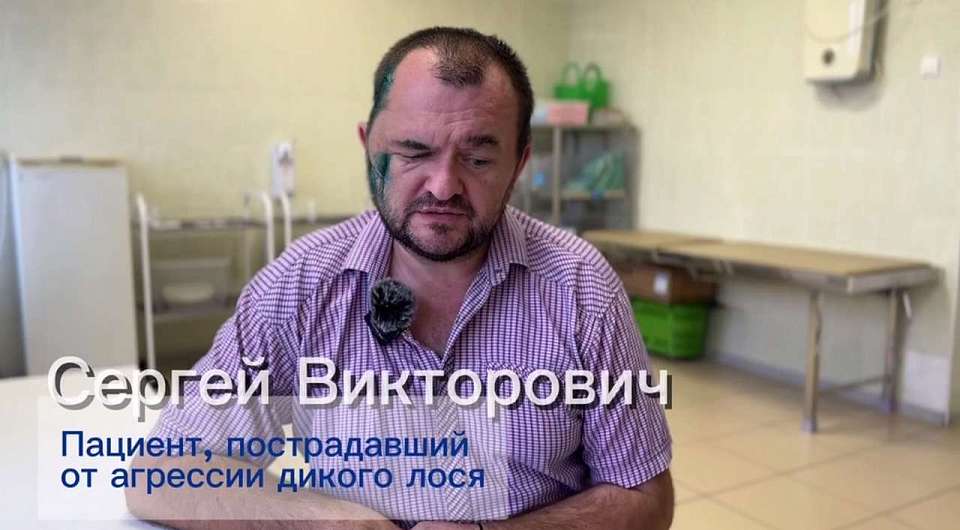 Опубликовано видео с воронежцем, на которого напал бешеный лось