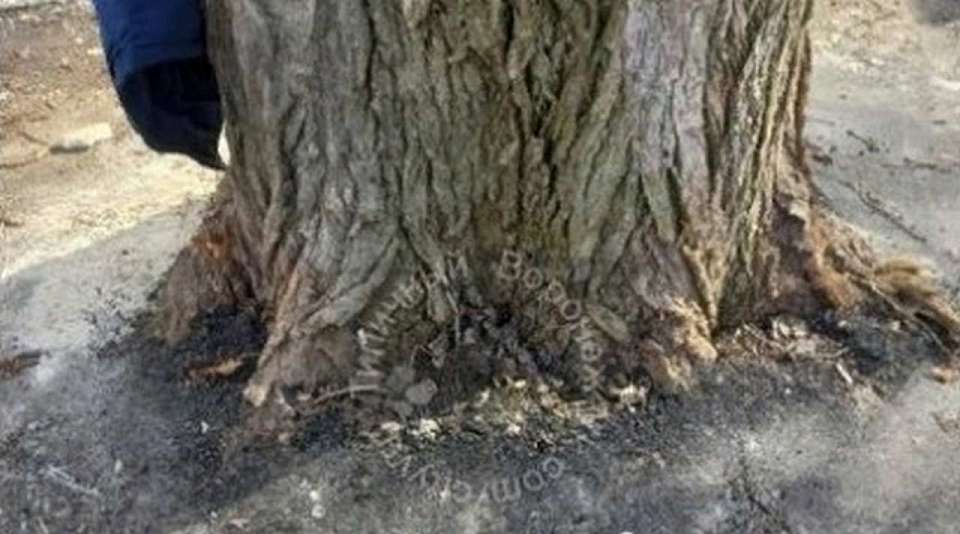 В Коминтерновском районе Воронежа растущие деревья закатали асфальтом