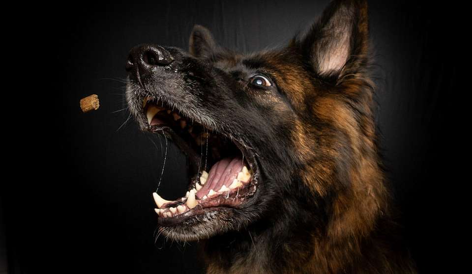 Карантин по бешенству ввели в 5 воронежских СНТ