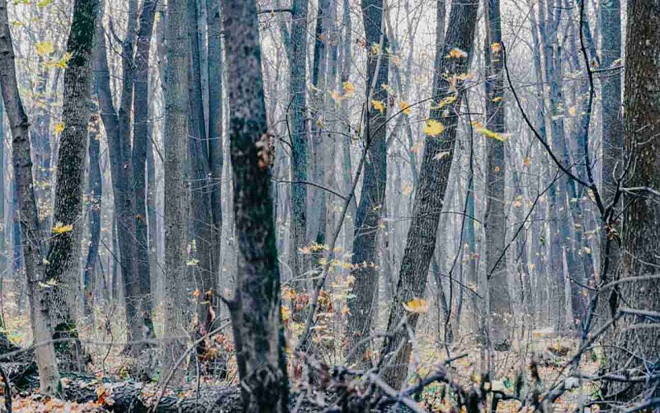 Потеплеет до +12 градусов 6 ноября в Воронежской области