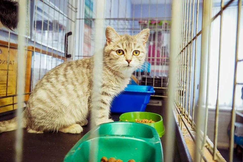 За год 1,8 тыс. животных отправили из Воронежа поездами без сопровождения владельцев