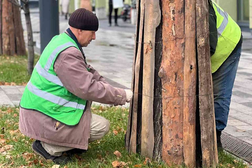 В Ленинском районе деревья одевают в «юбки»