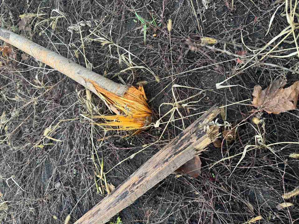 Кто-то сломал молодое деревце возле дороги на улице Крынина в Воронеже