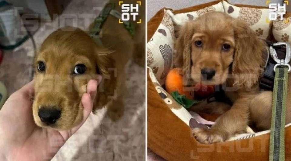 Под Воронежем малолетний байкер переехал щенка-кокера Персика