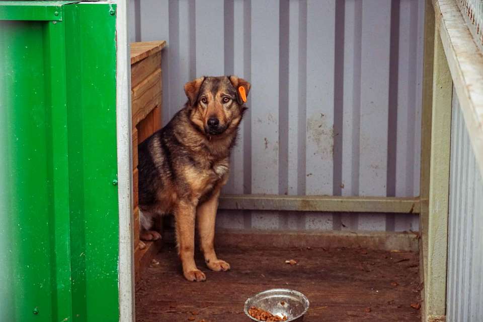 Льготную стерилизацию собак будут проводить в Воронеже