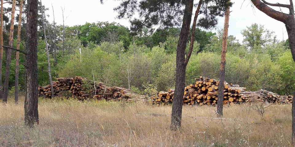 Бастрыкина просят остановить строительство логистического центра под Воронежем