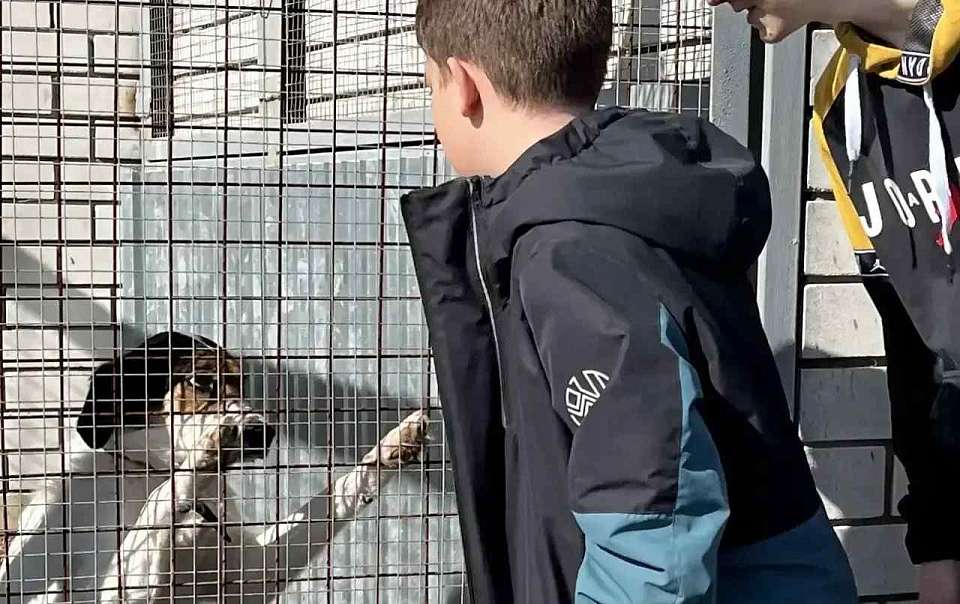 Экскурсию для шестиклассников провели в воронежском приюте для безнадзорных животных