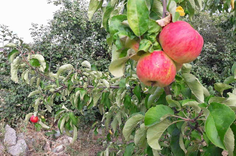 Как заморозки на полях Воронежской области отразятся на ценах на овощи и фрукты