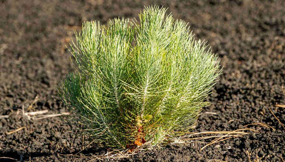 Свыше 23 тысяч сеянцев сосны высажено на Кожевенном кордоне в Воронеже