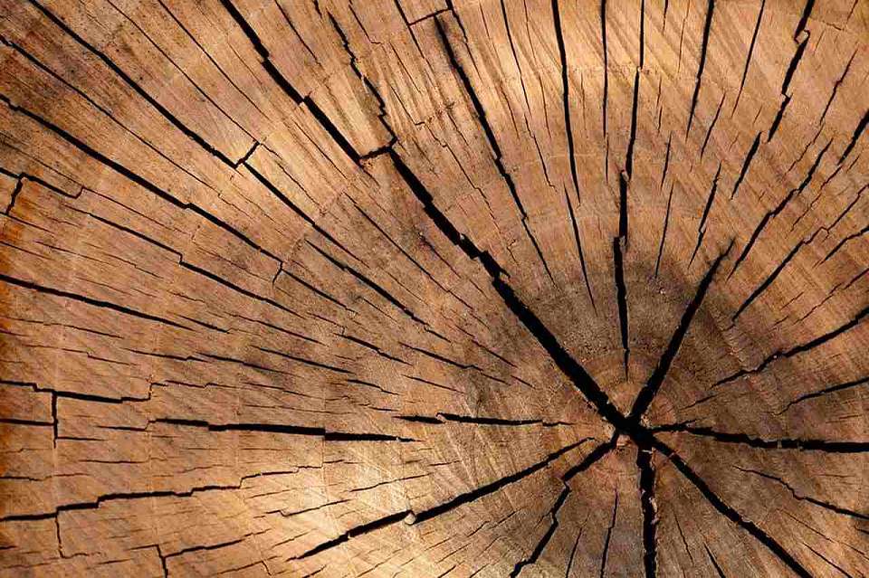 В Воронеже оказался незаконным массовый спил деревьев у «Арены»