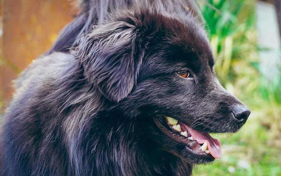 Карантин по бешенству в 13-й раз с начала года введут в Воронежской области