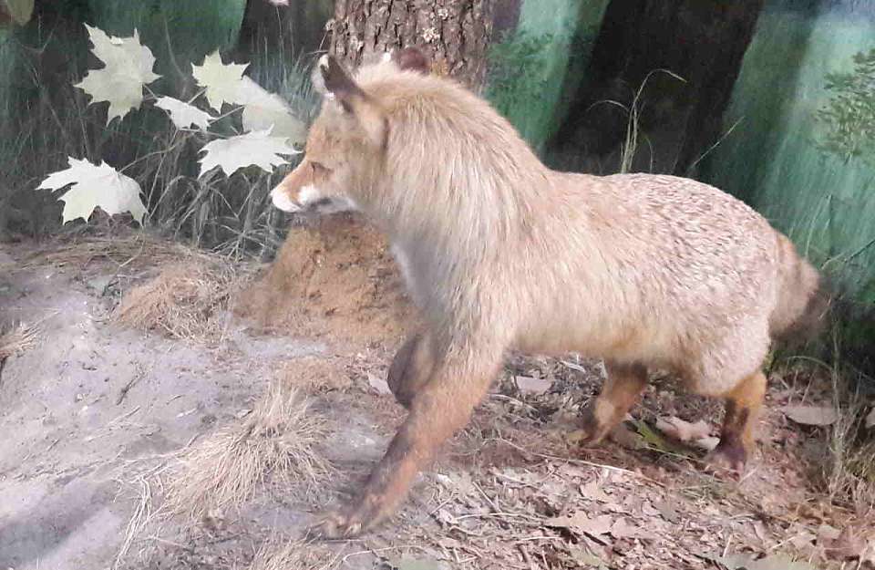 Введённый из-за бешеной лисицы карантин в воронежском СНТ отменён