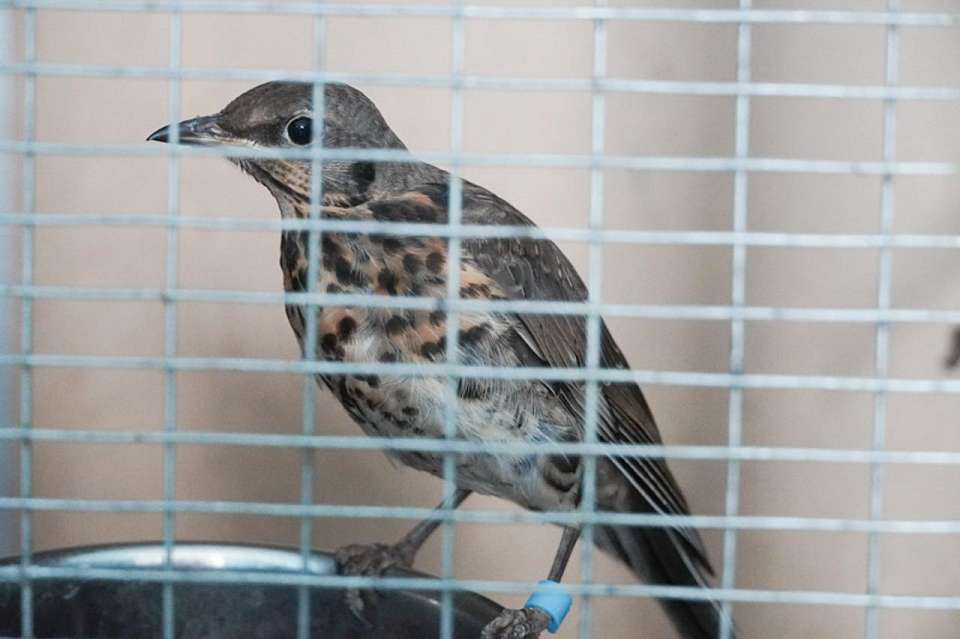 Воронежские экологи на Благовещенье проведут рейды возле храмов ради сохранения птиц