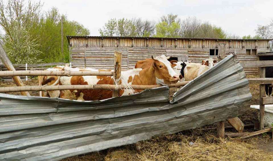 Россельхознадзор обследовал скотомогильник возле утильзавода под Воронежем
