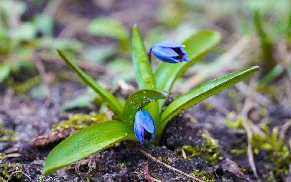 Штормовое предупреждение из-за заморозков 9 и 10 мая объявили в Воронежской области
