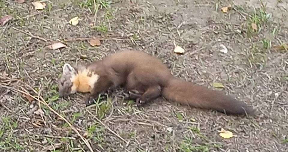 Из-за дикой бешеной куницы введут в Воронеже карантин