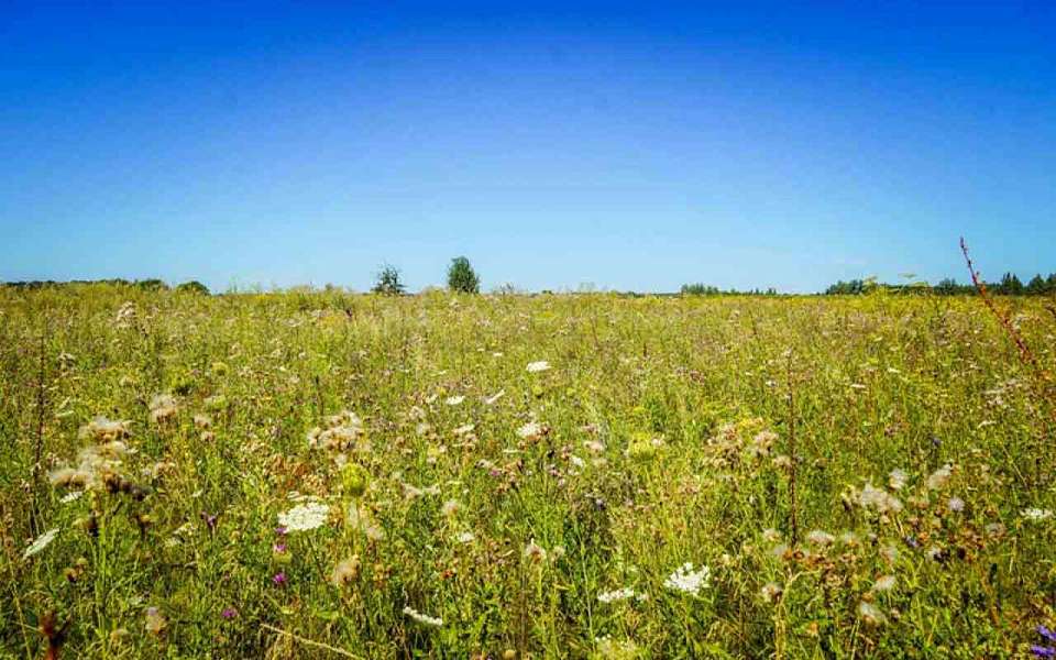 Какой будет погода в четверг, 10 июля, в Воронежской области