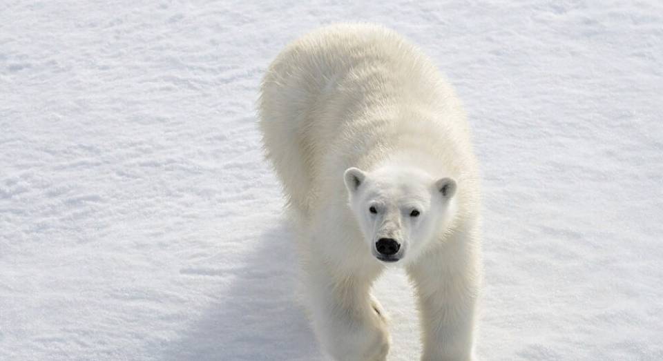 Что будет в Воронеже 13 декабря. Андрей Зимний. День медведя. Сильный ветер. Храмовый комплекс в византийском стиле