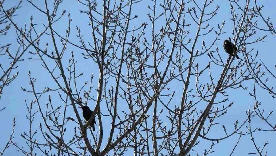 Скворцы прилетели в Хоперский заповедник Воронежской области