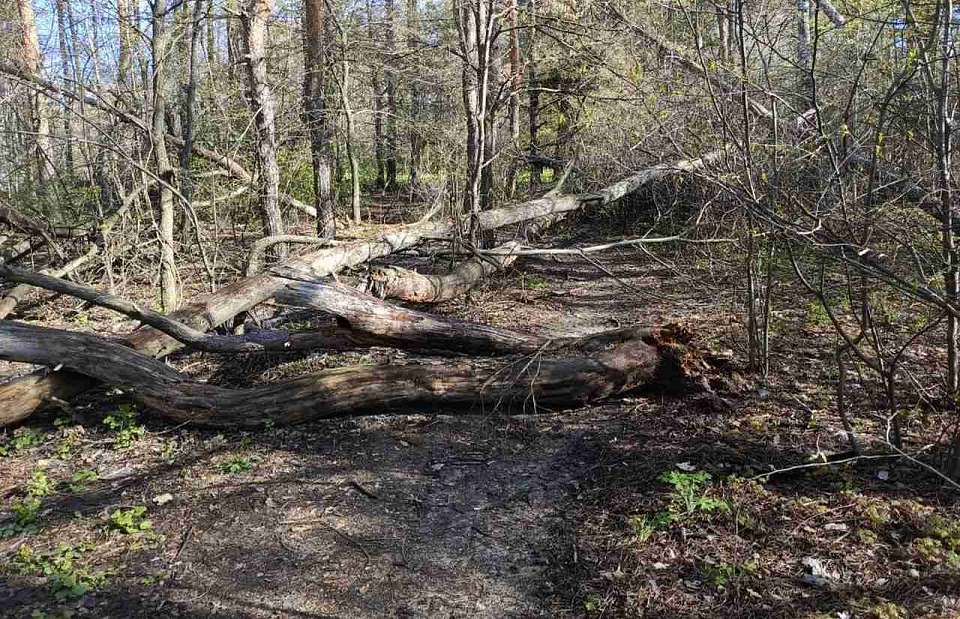 В Воронеже шквалистый ветер повалил 16 деревьев