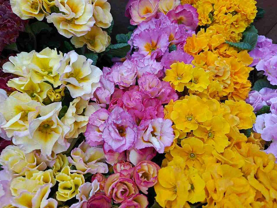 С праздником 8 Марта женщин поздравляют руководители Воронежа и области