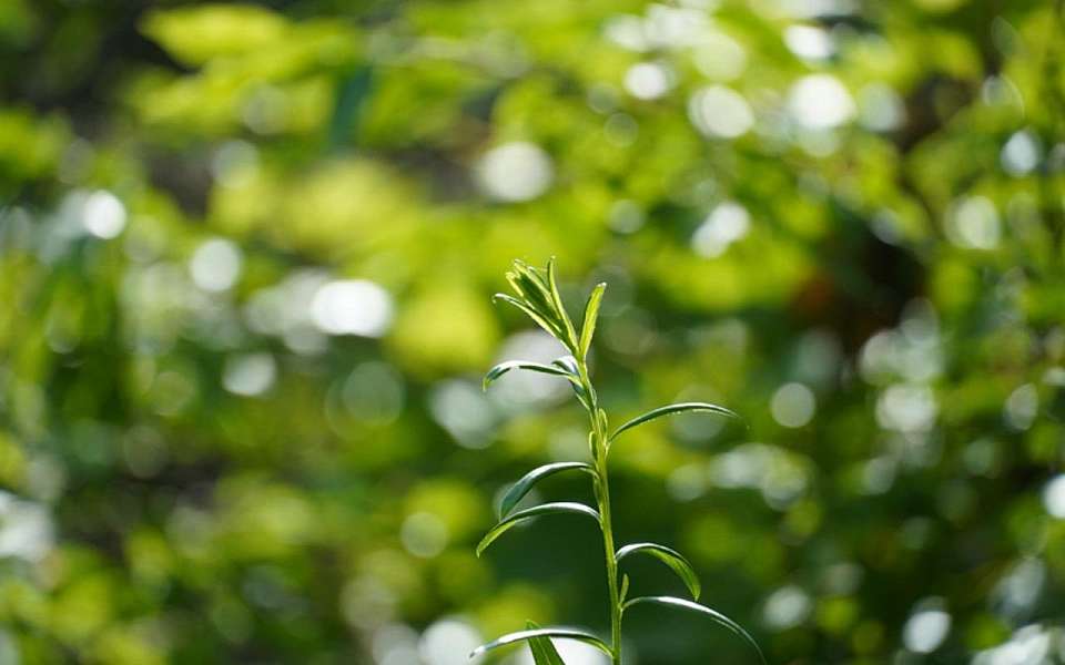 Имя Жириновского предложили присвоить скверу в Воронеже