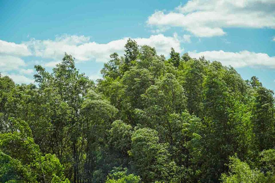 Весенняя посадка леса стартовала на юге Воронежской области