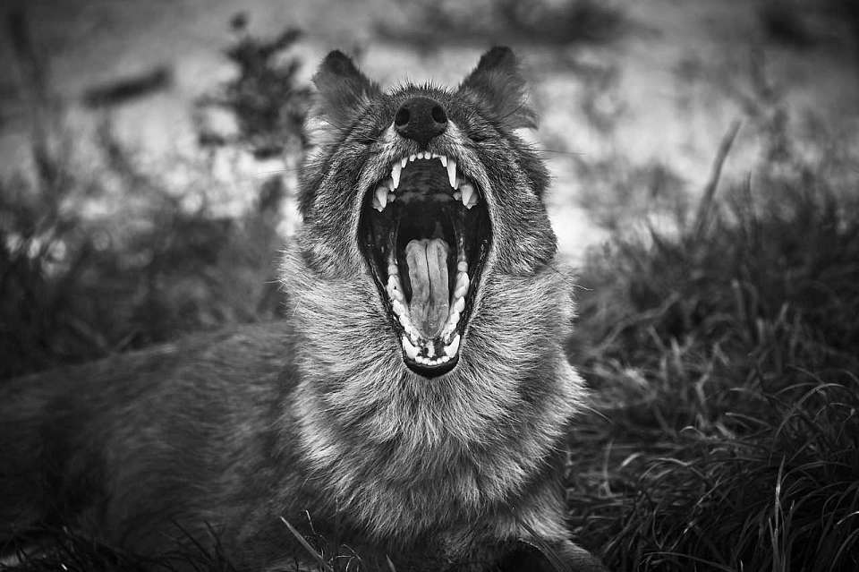 Заболеваемость бешенством в Воронежской области снизилась на 43%